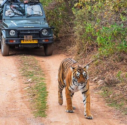 Delhi Udaipur Ranthambore Agra Tour