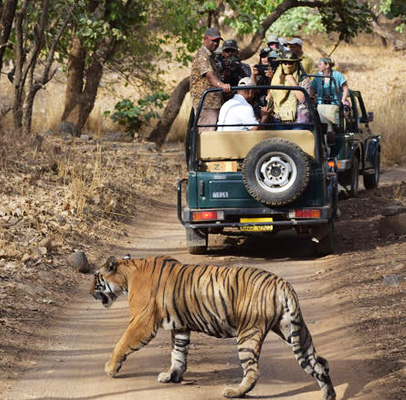 Udaipur Ranthambore Tour